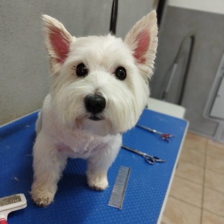 Piesek po pielęgnacji